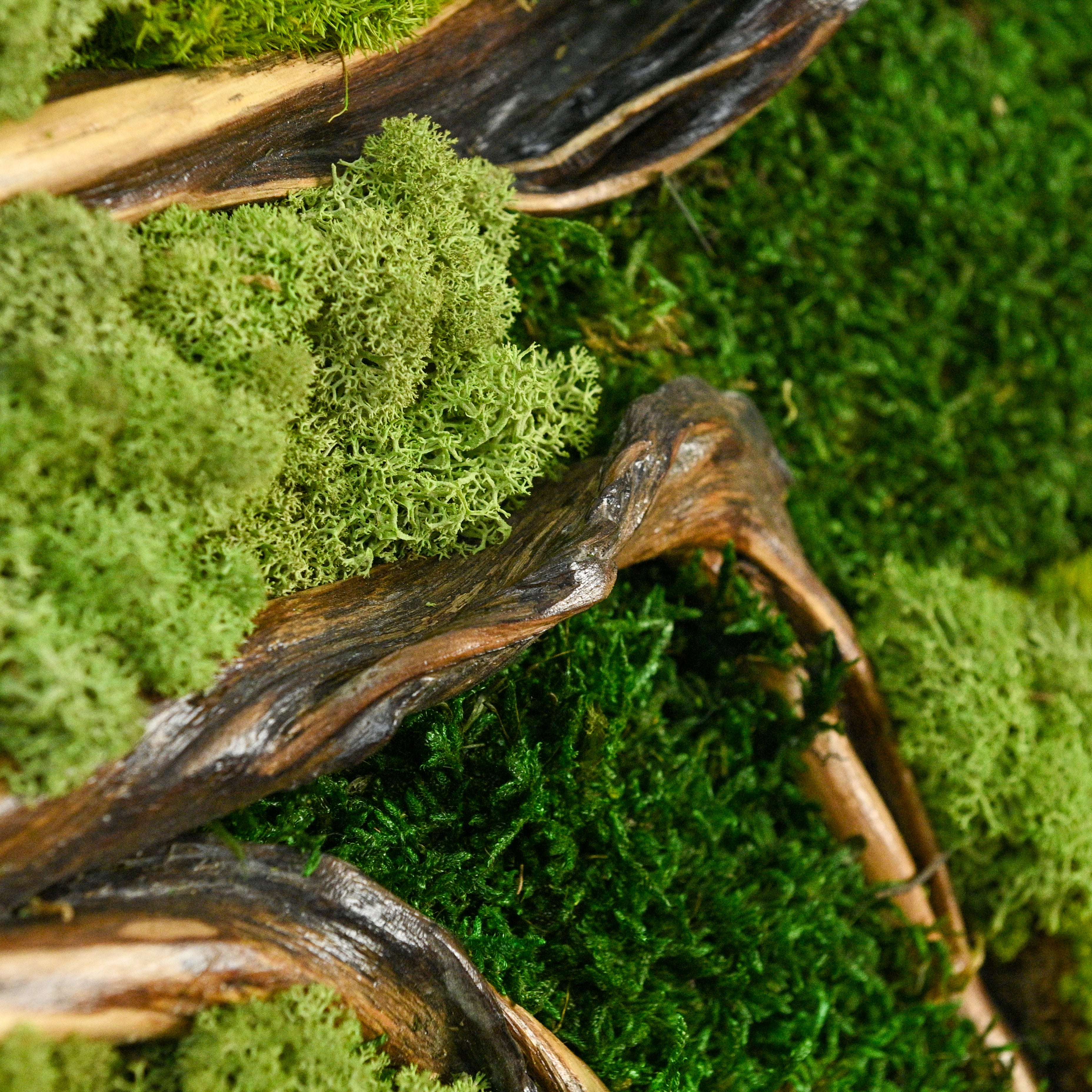 2 Panel Moss Wall Art — Preserved Moss & Driftwood Diptych in Natural Wood Frame